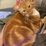 Picture of cat lost at Nantes