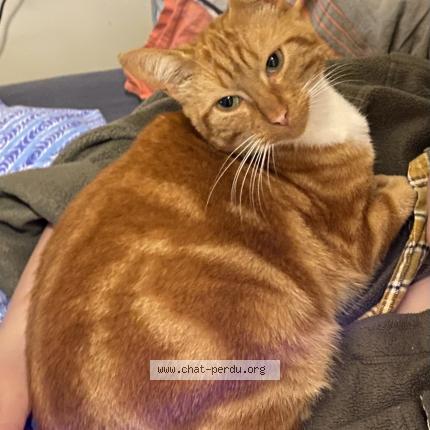 Photo 1/1 Larusso Chat lost in Nantes