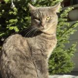 Picture of cat lost at Olm