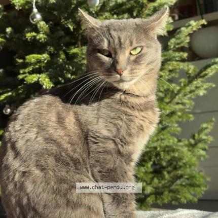 Photo 1/1 Charly Chat lost in Olm