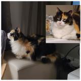 Picture of cat lost at Roinville