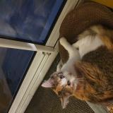 Picture of cat found at Nantes