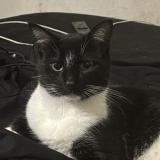 Picture of cat lost at Leesburg
