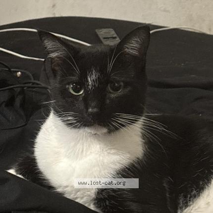 Photo 1/1 Oscar Chat lost in Leesburg