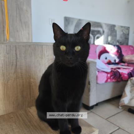 Photo 1/1 Kaya Chat lost in Colomars