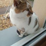 Picture of cat lost at Belleville En Beaujolais