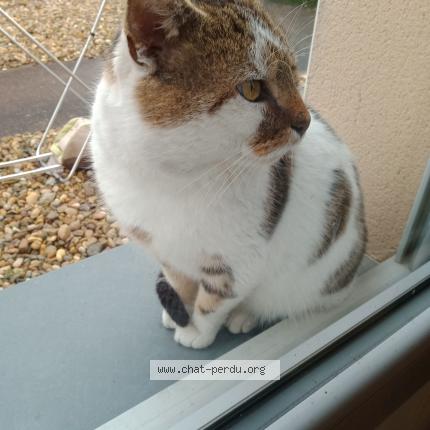 Photo 1/1 Léone Chat lost in Belleville en beaujolais