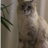 Picture of cat lost at Saint Germain En Montagne