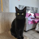 Picture of cat lost at Colomars