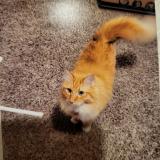 Picture of cat lost at Greeley