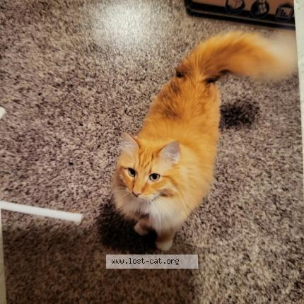 Photo 1/1 Peach fuzz Chat lost in Greeley