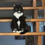 Picture of cat lost at Scarborough