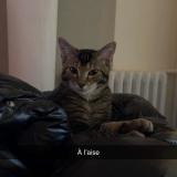 Picture of cat lost at Montreuil