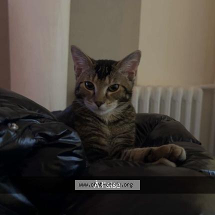 Photo 1/1 Pims Hermes Chat lost in Montreuil