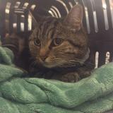 Picture of cat lost at Aubagne