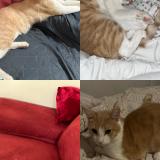 Picture of cat lost at La Broque