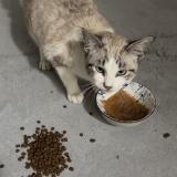 Picture of cat found at Montaubon