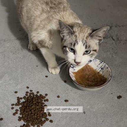 Photo 1/1 Found cat Found in Montaubon