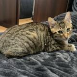 Picture of cat lost at Issoudun