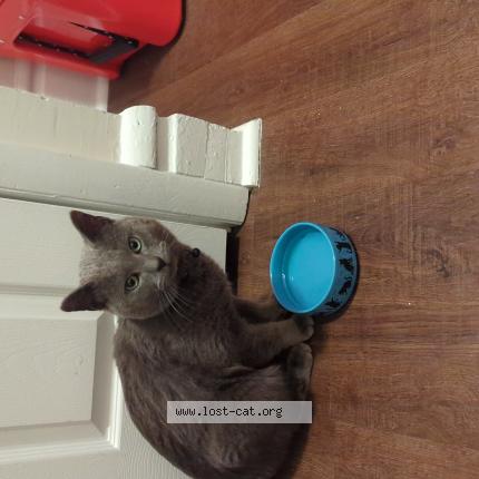 Photo 1/1 Reunited cat Found in Columbus
