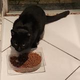 Picture of cat found at Tourcoing