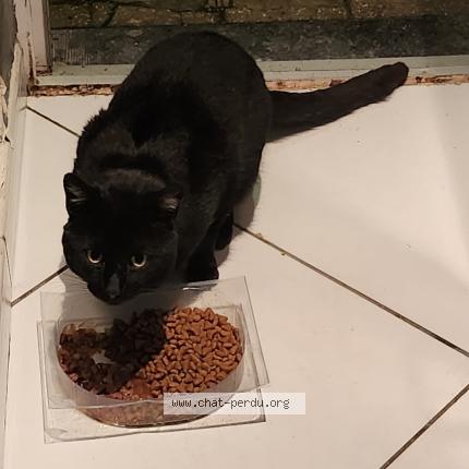 Photo 1/1 Found cat Found in Tourcoing