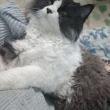 Picture of cat lost at Karachi