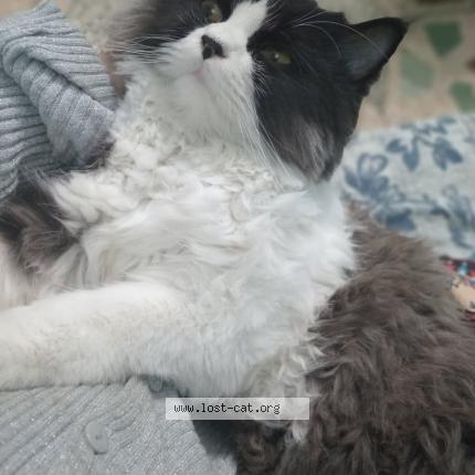 Photo 1/1 Robin Chat lost in Karachi