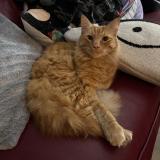 Picture of cat lost at Palm Beach Gardens