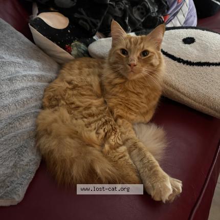 Photo 1/1 Copper Chat lost in Palm beach gardens