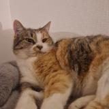 Picture of cat lost at Le Mans