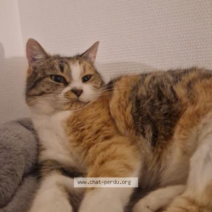 Photo 4/5 dodo Chat lost in Le mans