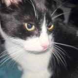 Picture of cat lost at St Fons