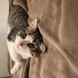 Picture of cat lost at Le Mans