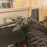 Picture of cat found at Strasbourg