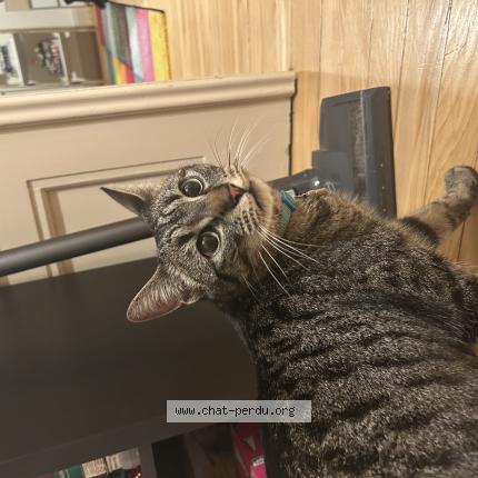 Photo 1/1 Found cat Found in Strasbourg