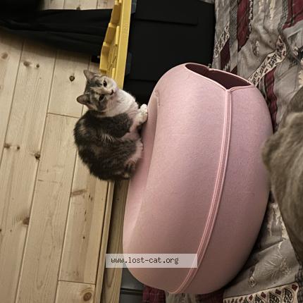 Photo 1/1 Peaches Chat lost in Rocky mount