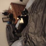 Picture of cat lost at Melbourne