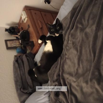 Photo 1/1 Skeeter Chat lost in Melbourne