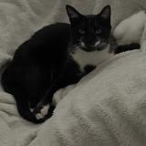 Picture of cat lost at Cormicy