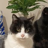 Picture of cat lost at Parcey