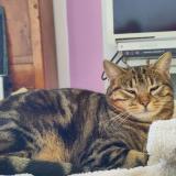 Picture of cat lost at Gerberoy