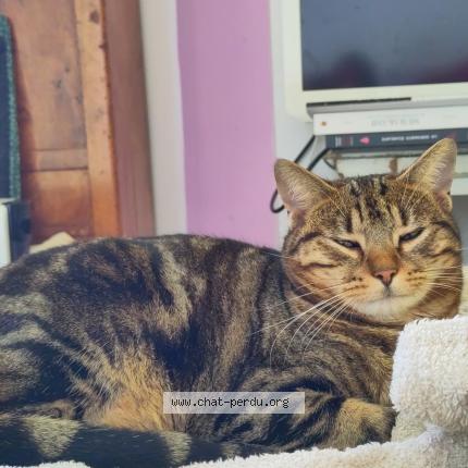 Photo 1/1 Nemty Chat lost in Gerberoy