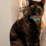 Picture of cat lost at Pornic