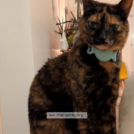 Photo 1/1 Winnie Chat lost in Pornic