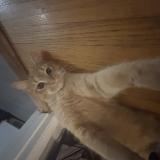 Picture of cat lost at Nashville