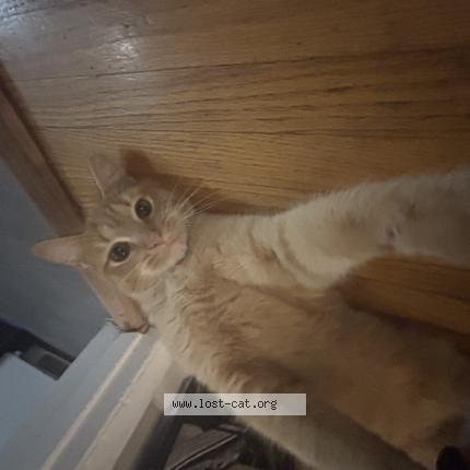 Photo 1/1 Garbage Chat lost in Nashville