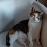 Picture of cat lost at Venerand