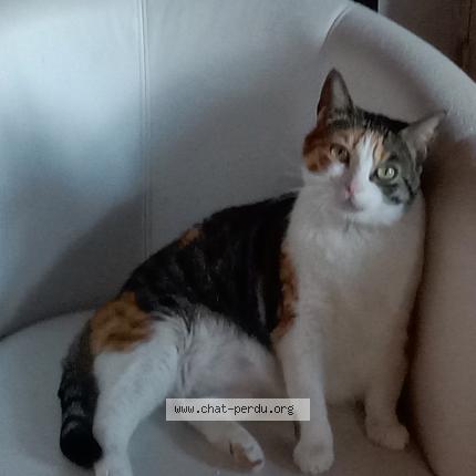 Photo 1/1 Gribouille Chat lost in Venerand