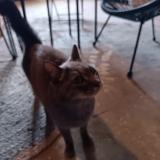 Picture of cat found at Coursan